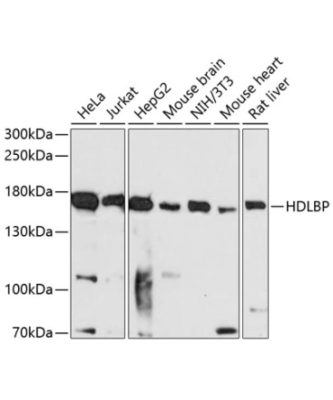 HDLBP Rabbit Polyclonal Antibody