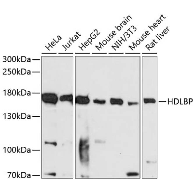 HDLBP Rabbit Polyclonal Antibody