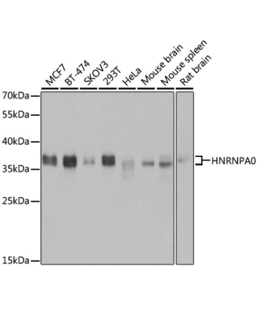 HNRNPA0 Rabbit Polyclonal Antibody