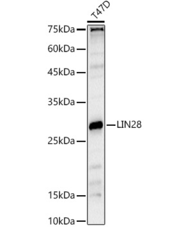 LIN28A Rabbit Polyclonal Antibody