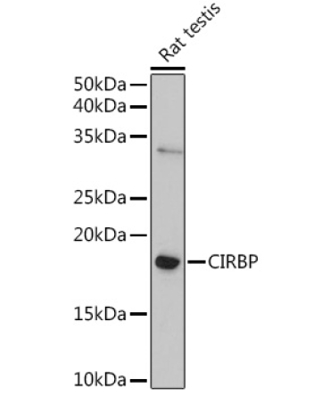CIRBP Rabbit Polyclonal Antibody