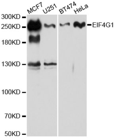 EIF4G1 Rabbit Polyclonal Antibody