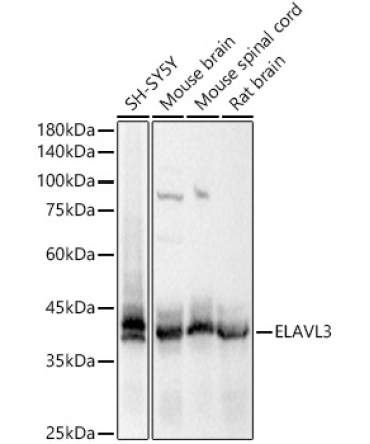 ELAVL3 Rabbit Polyclonal Antibody