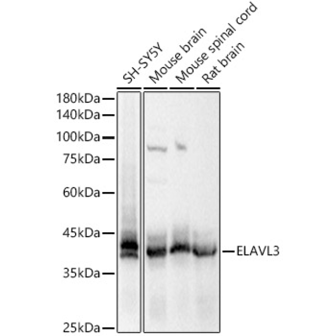 ELAVL3 Rabbit Polyclonal Antibody
