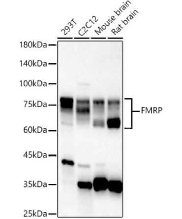 FMRP Rabbit Polyclonal Antibody
