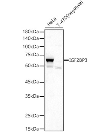 IGF2BP3 Rabbit Polyclonal Antibody