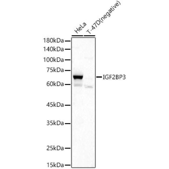 IGF2BP3 Rabbit Polyclonal Antibody