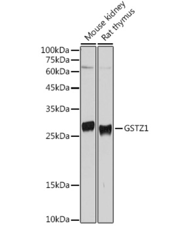 GSTZ1 Rabbit Polyclonal Antibody
