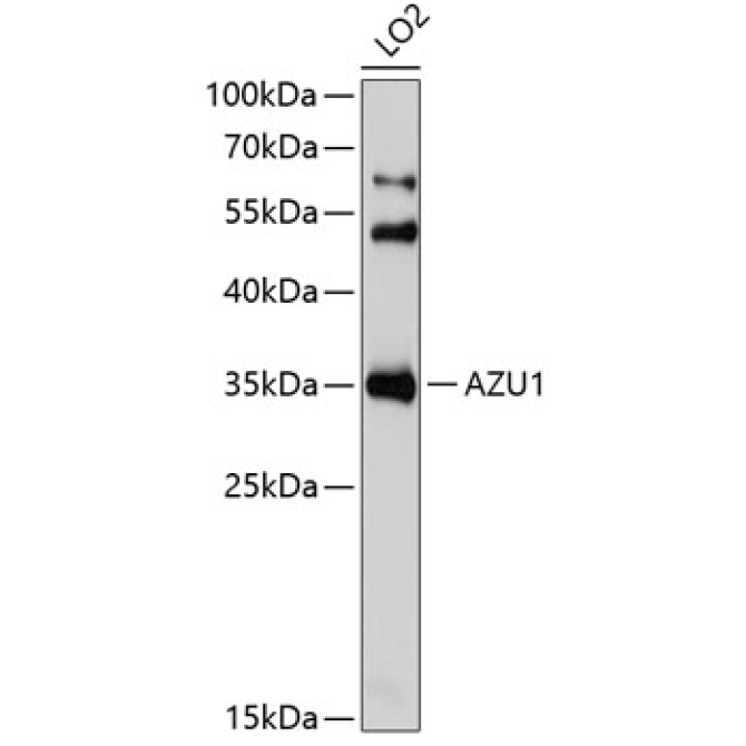 AZU1 Rabbit Polyclonal Antibody