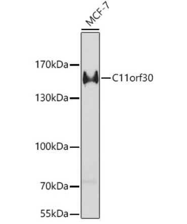 C11orf30 Rabbit Polyclonal Antibody
