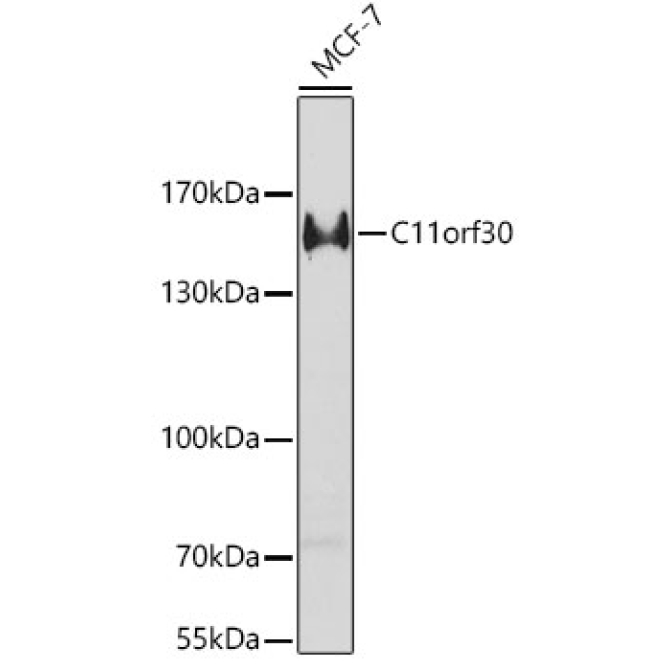 C11orf30 Rabbit Polyclonal Antibody