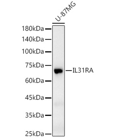 IL31RA Rabbit Polyclonal Antibody