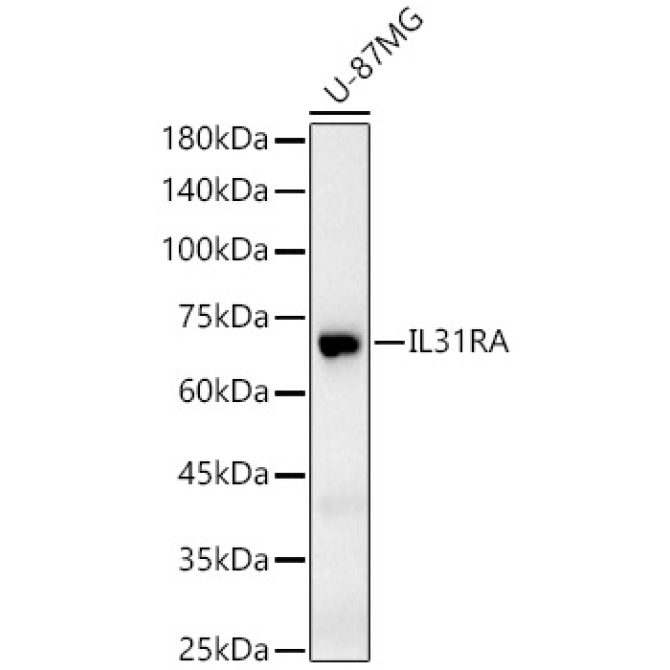 IL31RA Rabbit Polyclonal Antibody