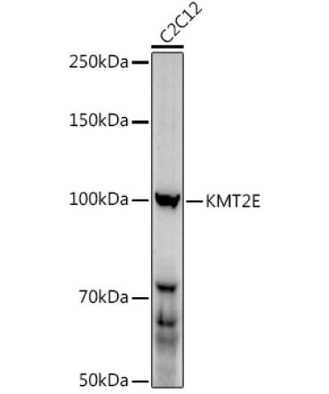 MLL5 Rabbit Polyclonal Antibody