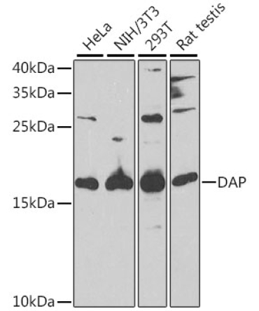 DAP Rabbit Polyclonal Antibody