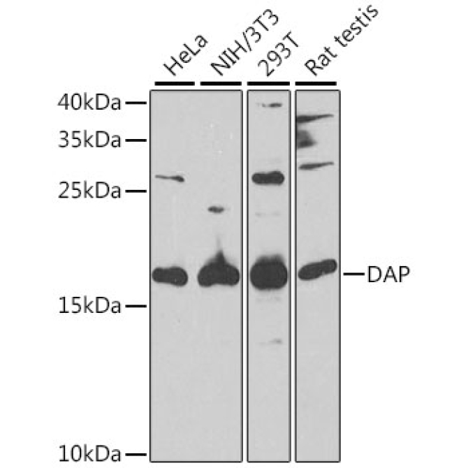 DAP Rabbit Polyclonal Antibody