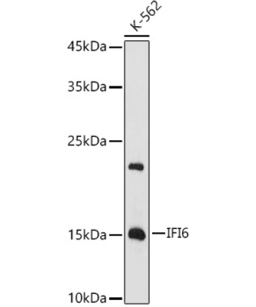 IFI6 Rabbit Polyclonal Antibody