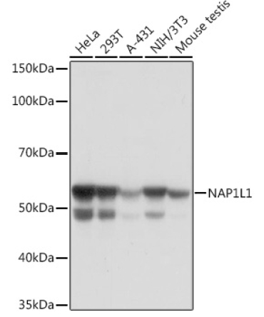 NAP1L1 Rabbit Monoclonal Antibody