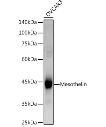 Mesothelin Rabbit Polyclonal Antibody