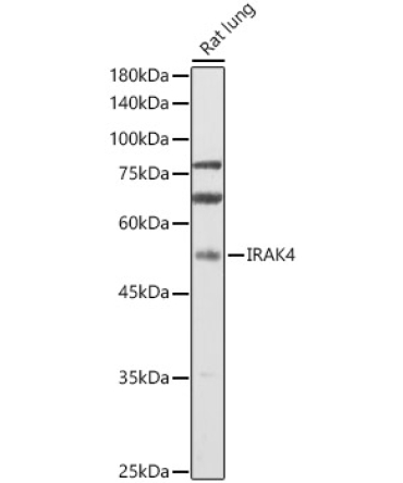 IRAK4 Rabbit Polyclonal Antibody