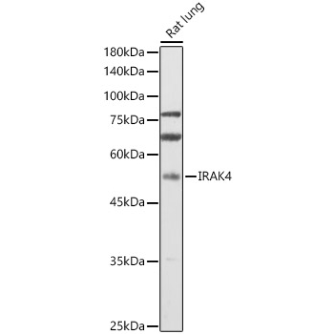 IRAK4 Rabbit Polyclonal Antibody