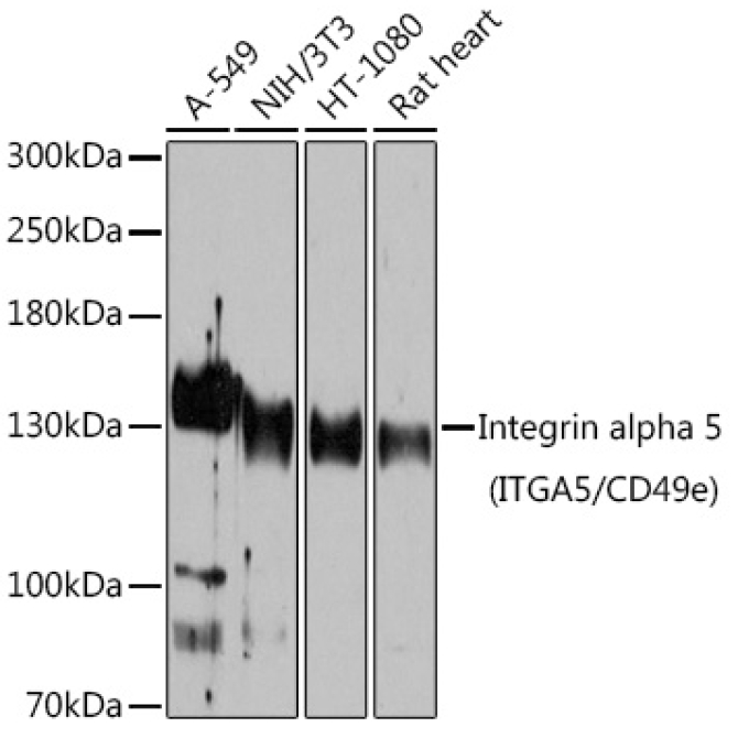 Integrin alpha 5 (ITGA5/CD49e) Rabbit Polyclonal Antibody