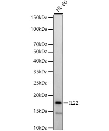 IL22 Rabbit Polyclonal Antibody