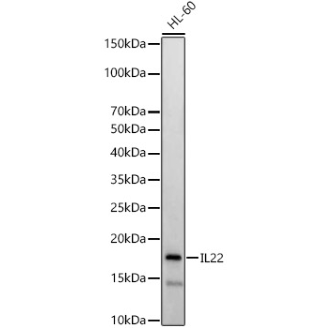 IL22 Rabbit Polyclonal Antibody