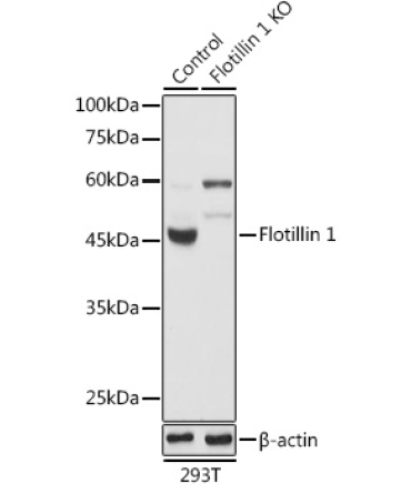 Flotillin 1 Rabbit Polyclonal Antibody [KO Validated]