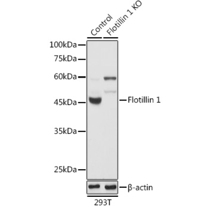 Flotillin 1 Rabbit Polyclonal Antibody [KO Validated]