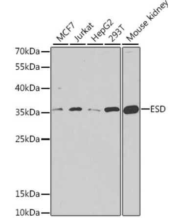 ESD Rabbit Polyclonal Antibody