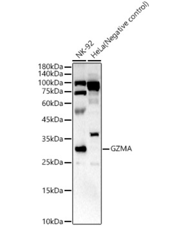 GZMA Rabbit Polyclonal Antibody
