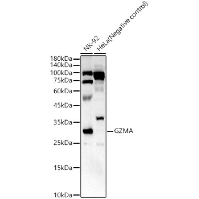 GZMA Rabbit Polyclonal Antibody
