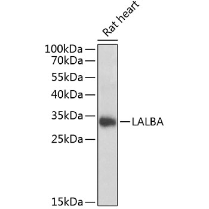 LALBA Rabbit Polyclonal Antibody