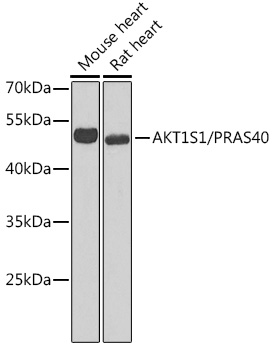 AKT1S1/PRAS40 Rabbit Polyclonal Antibody