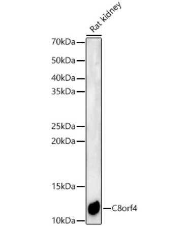 C8orf4 Rabbit Polyclonal Antibody