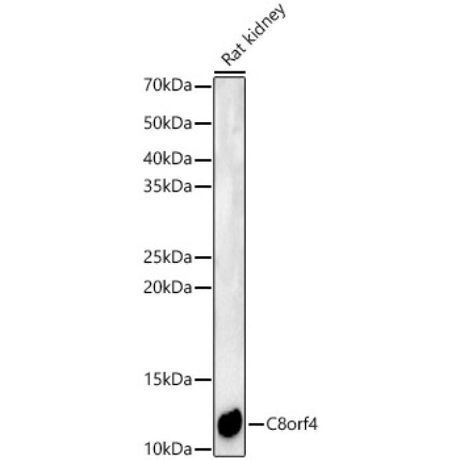 C8orf4 Rabbit Polyclonal Antibody