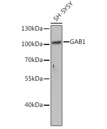 GAB1 Rabbit Polyclonal Antibody