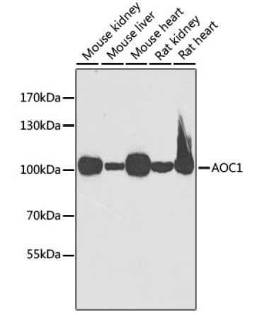 AOC1 Rabbit Polyclonal Antibody
