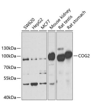 COG2 Rabbit Polyclonal Antibody