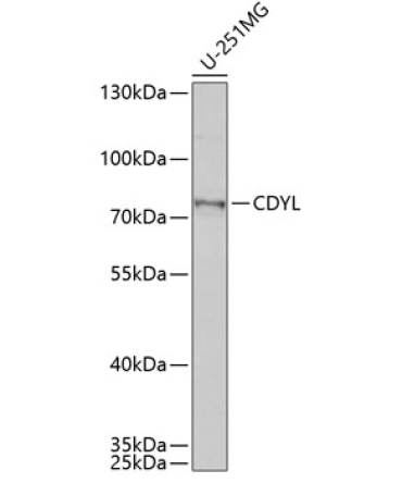 CDYL Rabbit Polyclonal Antibody