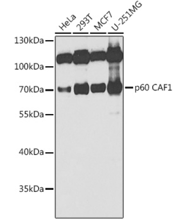 p60 CAF1 Rabbit Polyclonal Antibody