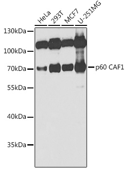 p60 CAF1 Rabbit Polyclonal Antibody