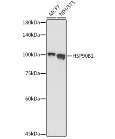Grp94 Rabbit Polyclonal Antibody