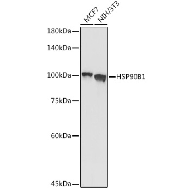 Grp94 Rabbit Polyclonal Antibody