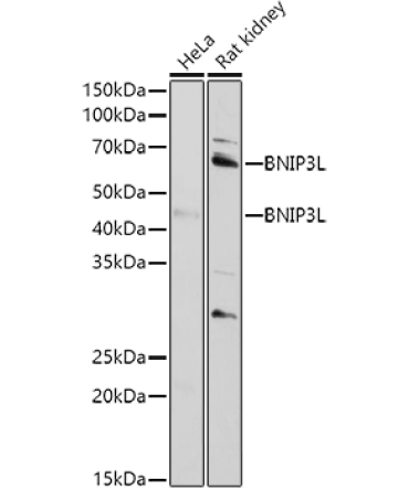 BNIP3L Rabbit Polyclonal Antibody