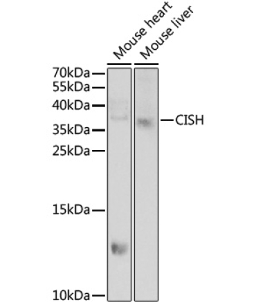 CISH Rabbit Polyclonal Antibody