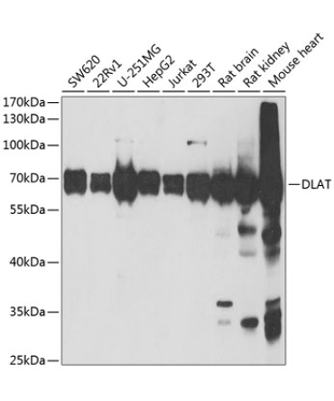 DLAT Rabbit Polyclonal Antibody