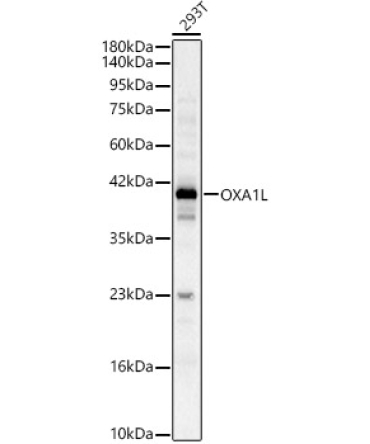 OXA1L Rabbit Polyclonal Antibody