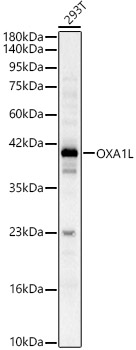OXA1L Rabbit Polyclonal Antibody